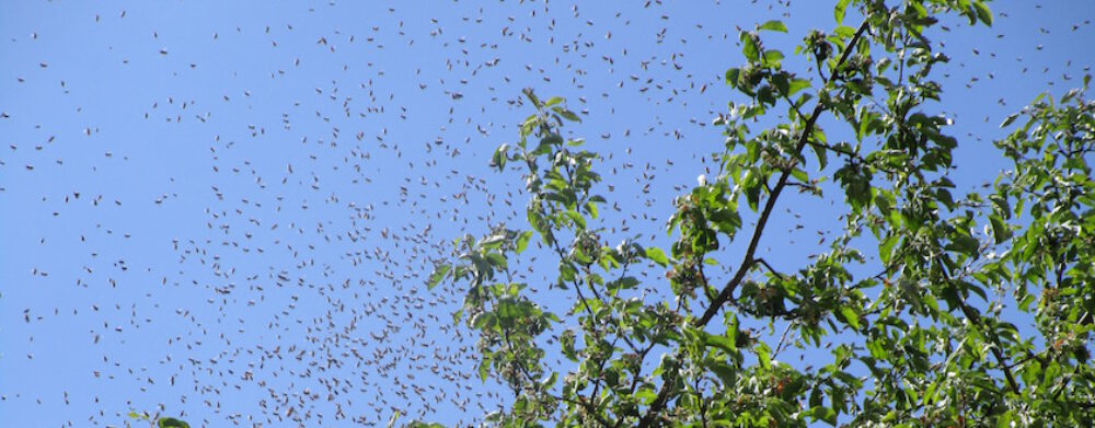 bienen-leben-in-bamberg.de