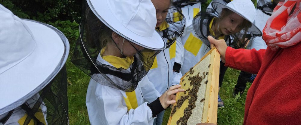 bienen-leben-in-bamberg.de