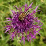 Honigbiene an Skabiosen-Flockenblume