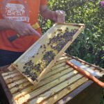 Honigernte am Schiffbauplatz mit Bienenpate Leonard am 14.07.2024 / Initiative Bienen-leben-in-Bamberg.de