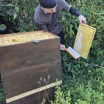 Honigernte am Schiffbauplatz mit Bienenpate Leonard am 14.07.2024 / Initiative Bienen-leben-in-Bamberg.de