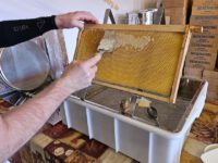 Honigverarbeitung der Lage Schiffbauplatz mit Bienenpate Leonard am 14.07.2024 / Initiative Bienen-leben-in-Bamberg.de