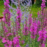 Blutweiderich im Staudenbeet 2 im Bamberger Bienengarten