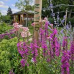 Blutweiderich im Staudenbeet 2 im Bamberger Bienengarten