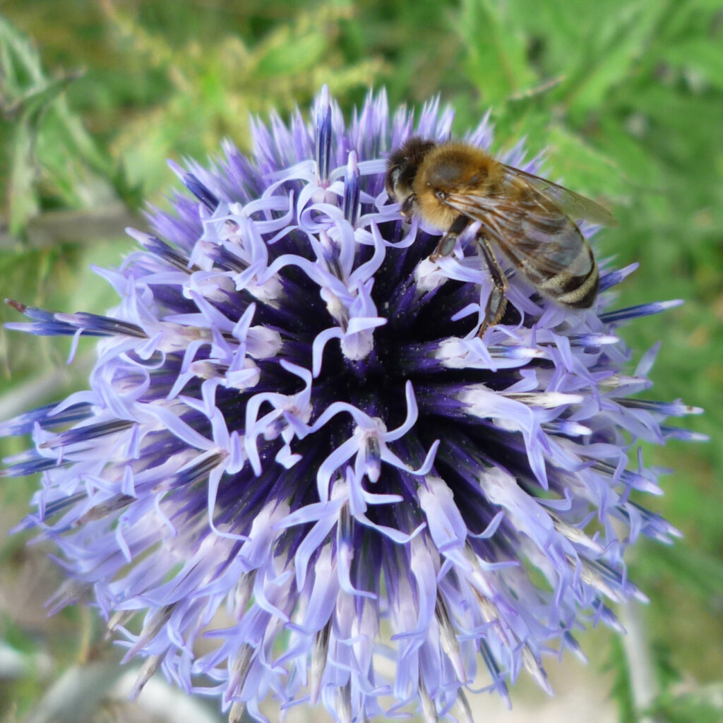 Biene auf Ruthenischer Kugeldistel