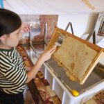 Honigschleudertage mit Ernte und Verarbeitung am Lagenstandort „Weide, 13.07.2024 / Bienen-leben-in-Bamberg.de