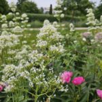 Bienengarten, Pfingstrosenbeet, Spornblumen