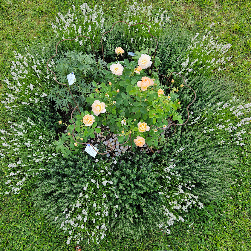 Rosenrondell 2 mit Rosa 'The Larc Ascending' im Bamberger Bienengarten