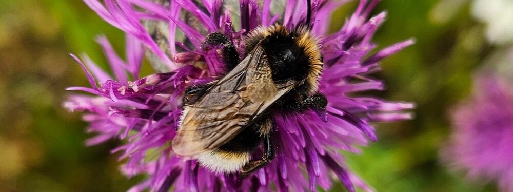 bienen-leben-in-bamberg.de