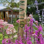 Blutweiderich im Staudenbeet 2 im Bamberger Bienengarten