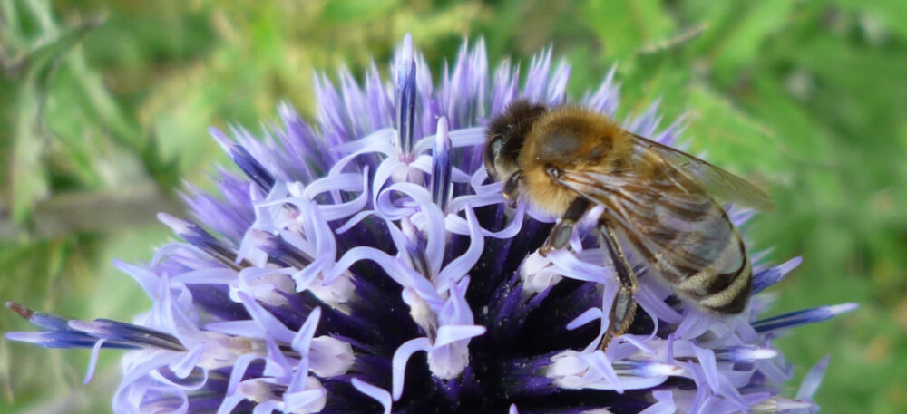 bienen-leben-in-bamberg.de