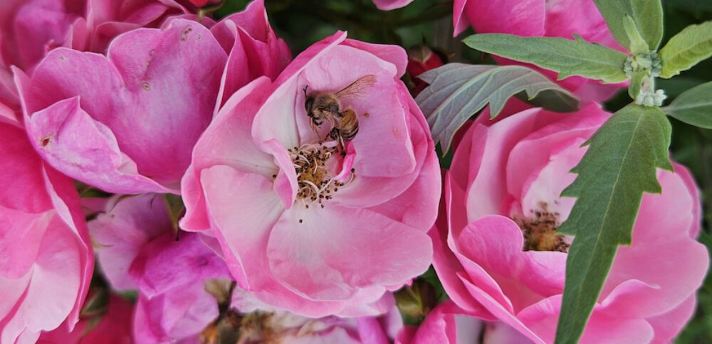 bienen-leben-in-bamberg.de