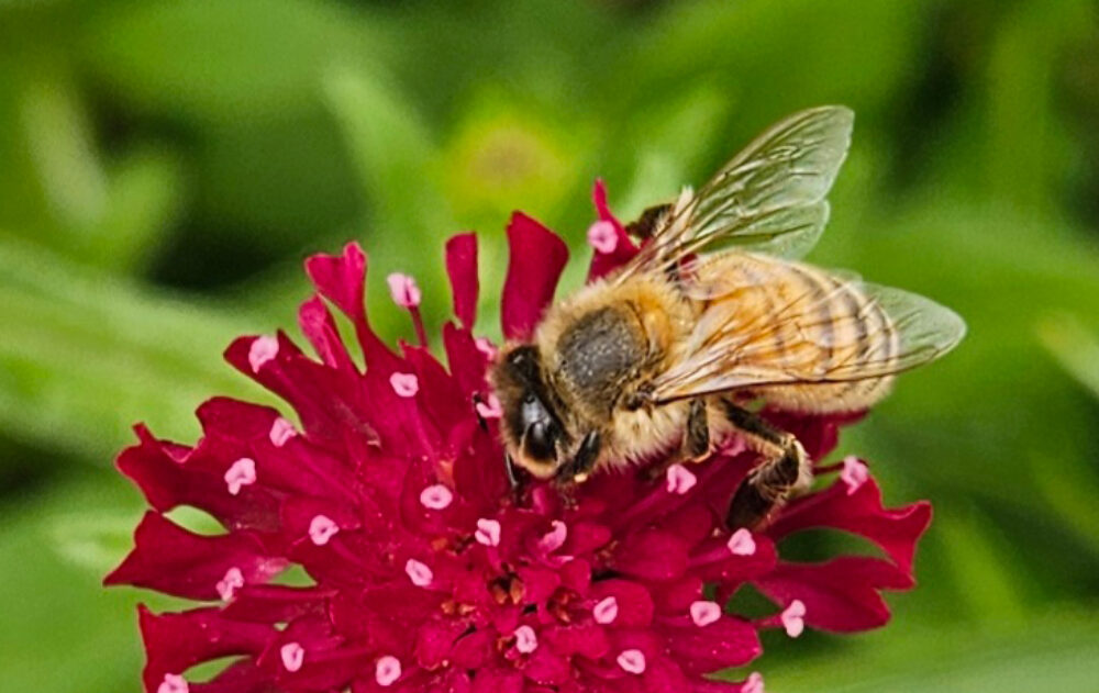 bienen-leben-in-bamberg.de