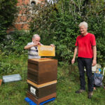 Honigschleudertage mit Ernte am Lagenstandort „Sternwarte", 27.07.2024 / Bienen-leben-in-Bamberg.de