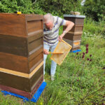 Honigschleudertage mit Ernte am Lagenstandort „Sternwarte", 27.07.2024 / Bienen-leben-in-Bamberg.de