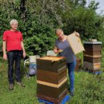 Honigschleudertage mit Ernte am Lagenstandort „Sternwarte", 27.07.2024 / Bienen-leben-in-Bamberg.de