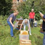 Honigschleudertage mit Ernte am Lagenstandort „Sternwarte", 27.07.2024 / Bienen-leben-in-Bamberg.de