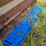 Honigschleudertage mit Ernte am Lagenstandort „Sternwarte", 27.07.2024 / Bienen-leben-in-Bamberg.de