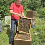 Honigschleudertage mit Ernte am Lagenstandort „Sternwarte", 27.07.2024 / Bienen-leben-in-Bamberg.de