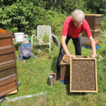 Honigschleudertage mit Ernte am Lagenstandort „Sternwarte", 27.07.2024 / Bienen-leben-in-Bamberg.de