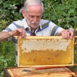 Honigschleudertage mit Ernte am Lagenstandort „Sternwarte", 27.07.2024 / Bienen-leben-in-Bamberg.de