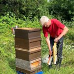 Honigschleudertage mit Ernte am Lagenstandort „Sternwarte", 27.07.2024 / Bienen-leben-in-Bamberg.de