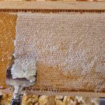 Honigschleudertage mit Verarbeitung der Ernte vom Lagenstandort „Sternwarte", 27.07.2024 / Bienen-leben-in-Bamberg.de