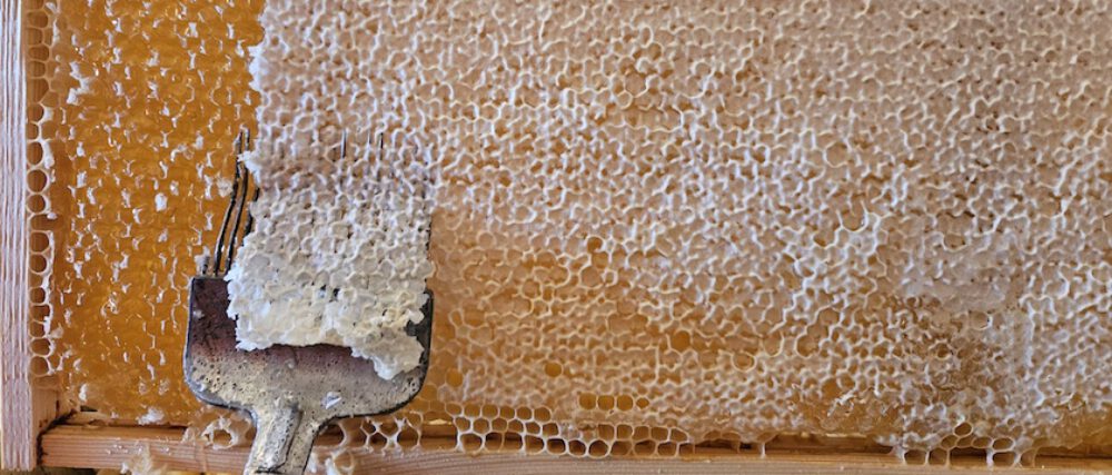 bienen-leben-in-bamberg.de