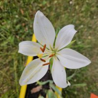 Asiatische Lilie 'Bright-Diamand' im Balkonkasten der Aktion "Beedabei" der Lilien-Arche