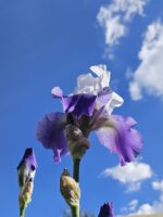 Schwertlilie 'Alstersegel' in der Lilien-Arche Erlangen