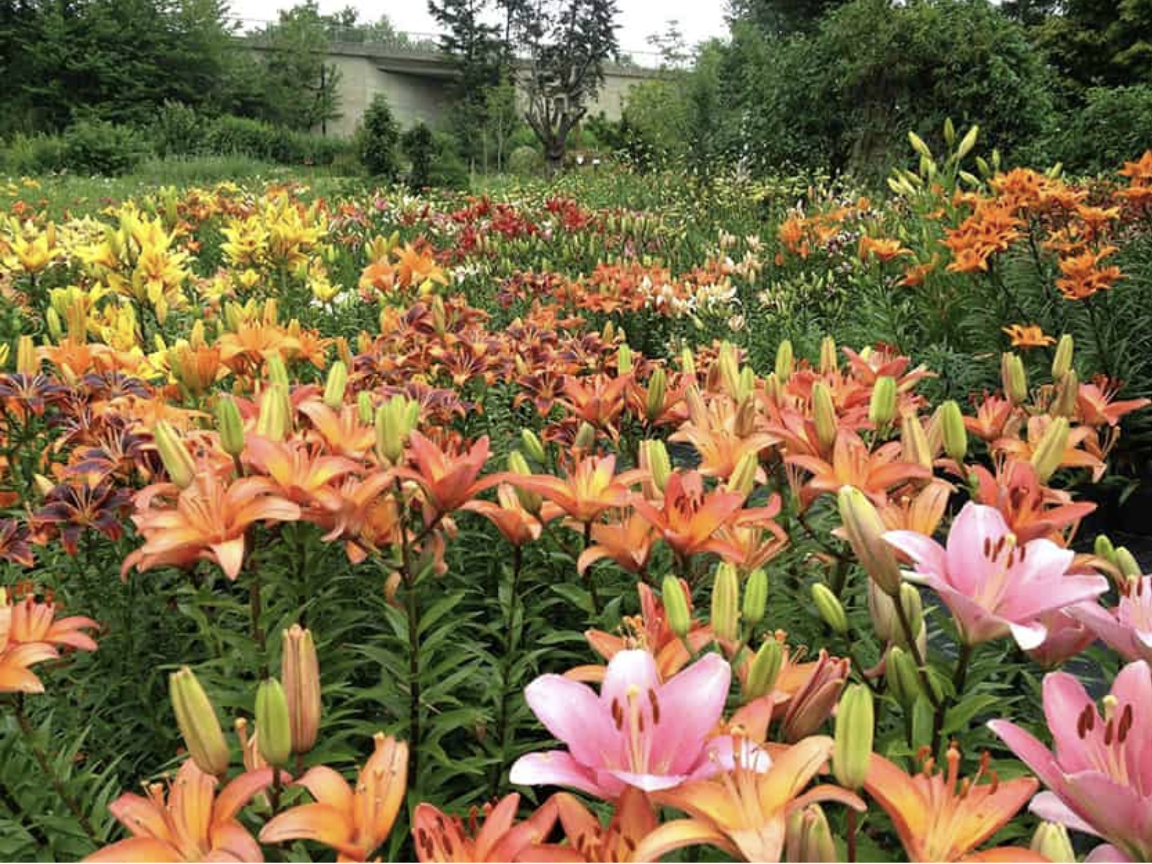 Lilien-Arche Erlangen; Foto: Stefan Strasser