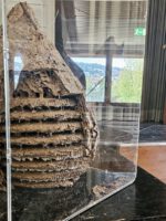 Nest der Asiatischen Hornisse (Vespa velutina); Vortrag von Ronald Jäger (HEG-Einladung) am 05.10.2024 in Ebelsbach