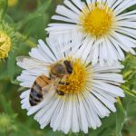 Biene an weißer Herbstaster im Bamberger Bienengarten, Bienenweg 1