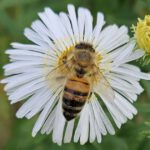 Biene an weißer Herbstaster im Bamberger Bienengarten, Bienenweg 1