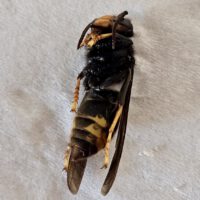Asiatische Hornisse, Vespa velutina nigrithorax
