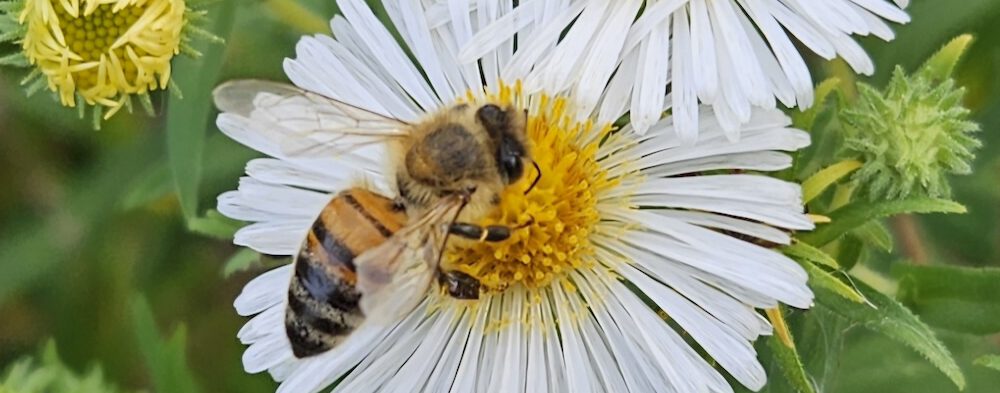 bienen-leben-in-bamberg.de