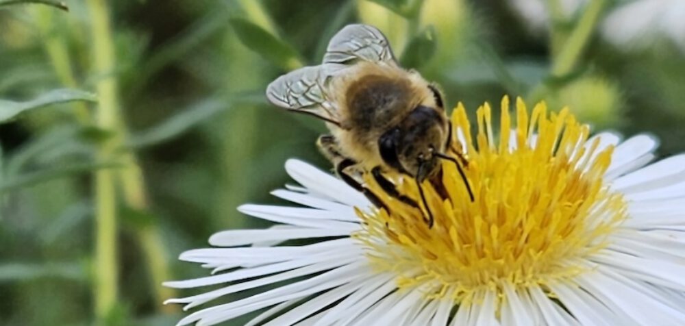 bienen-leben-in-bamberg.de