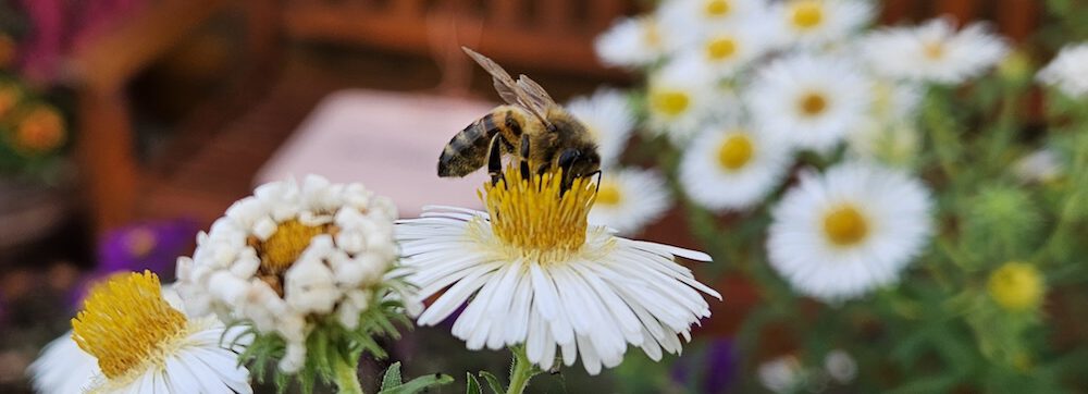 bienen-leben-in-bamberg.de