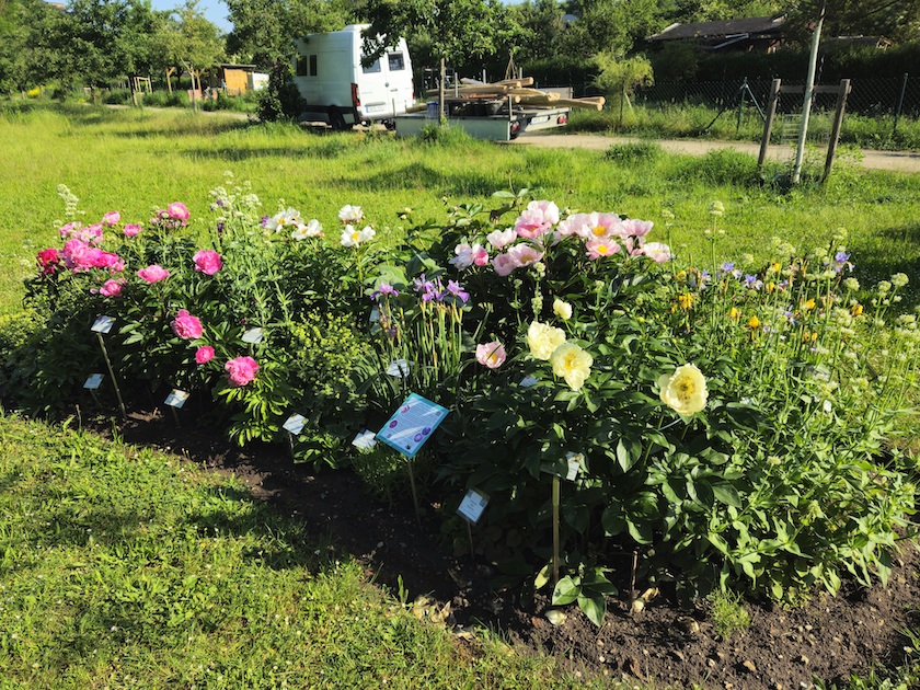 Schau-Pfingstrosenbeet im Bamberger Bienengarten (Erba-Park)