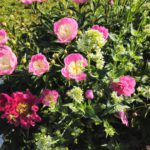 Paeonia lactiflora 'Bowl of Love' syn. 'Wladyslawa' (Pfingstrose)