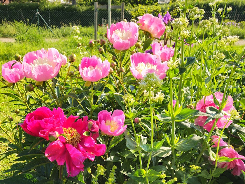 Paeonia lactiflora 'Bowl of Love' syn. 'Wladyslawa' (Pfingstrose)