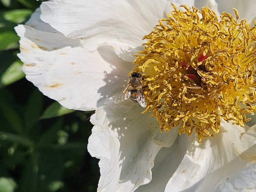 Biene an Paeonia lactiflora 'White Wings' Pfingstrose