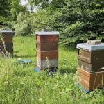 Lehrbienenstand Bienenweg von Bienen-leben-in-Bamberg.de