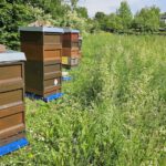 Lehrbienenstand Bienenweg von Bienen-leben-in-Bamberg.de