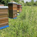 Lehrbienenstand Bienenweg von Bienen-leben-in-Bamberg.de