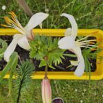 Lilie 'Pearl Frances' im Blumenkasten des Projekts "Beedabei"
