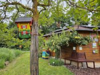 Vogelhäuschen und Ramblerrose 'Golden Age' im Bamberger Bienengarten