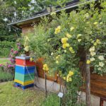 Ramblerrose 'Golden Age' im Bamberger Bienengarten