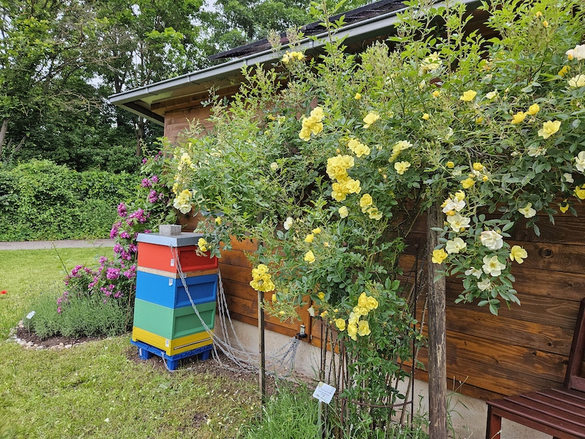 Ramblerrose 'Golden Age' im Bamberger Bienengarten