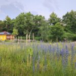Bienen-InfoWabe Panorama, Stadtblühfläche